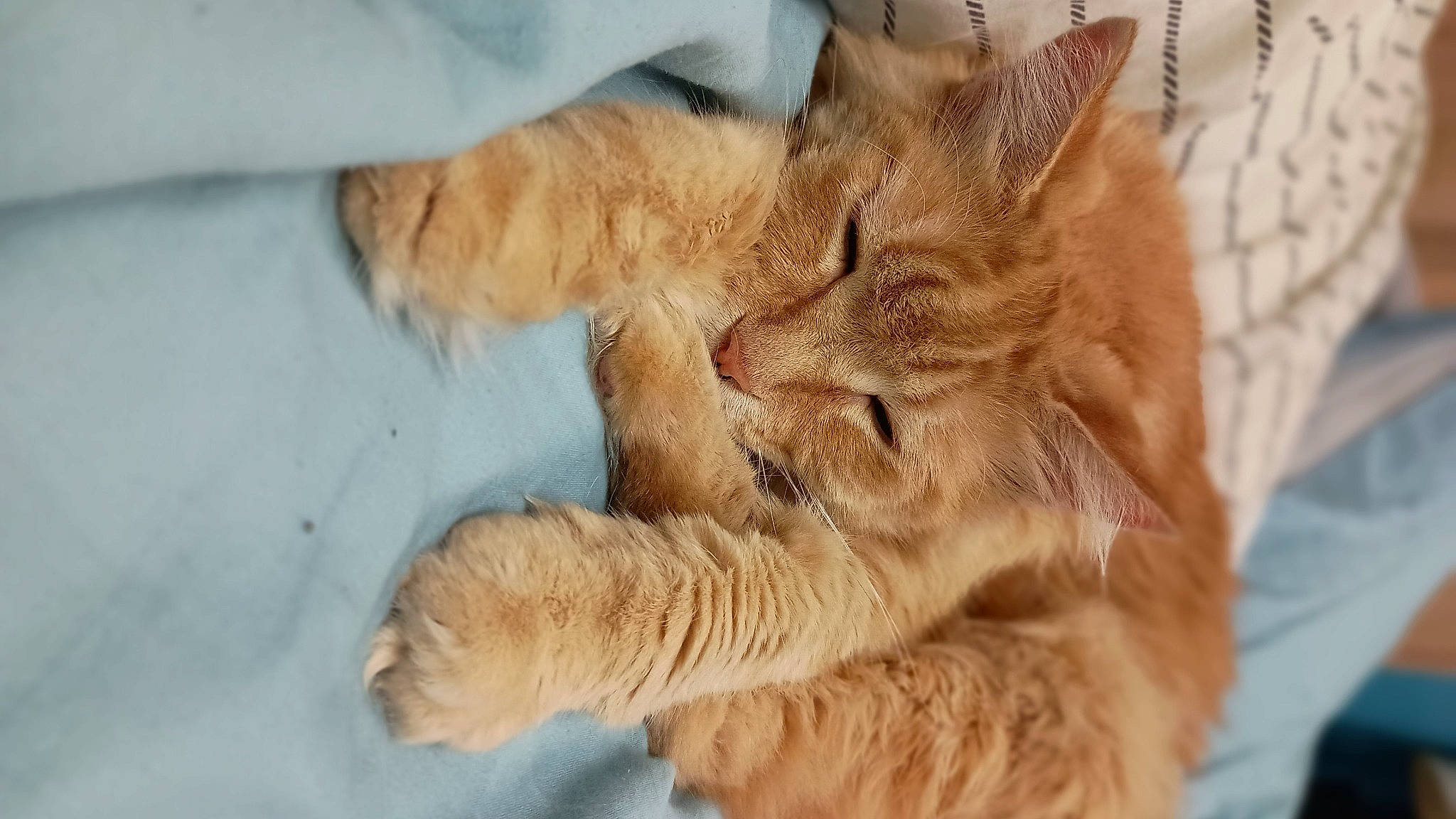 Gizmo joined the competition — help win amazing prizes! carnivore, cat, claw, comfort, domestic_short_haired_cat, fawn, felidae, fur, gesture, nap, paw, sleep, small_to_medium_sized_cats, snout, tail, terrestrial_animal, whiskers, wildlife, wood