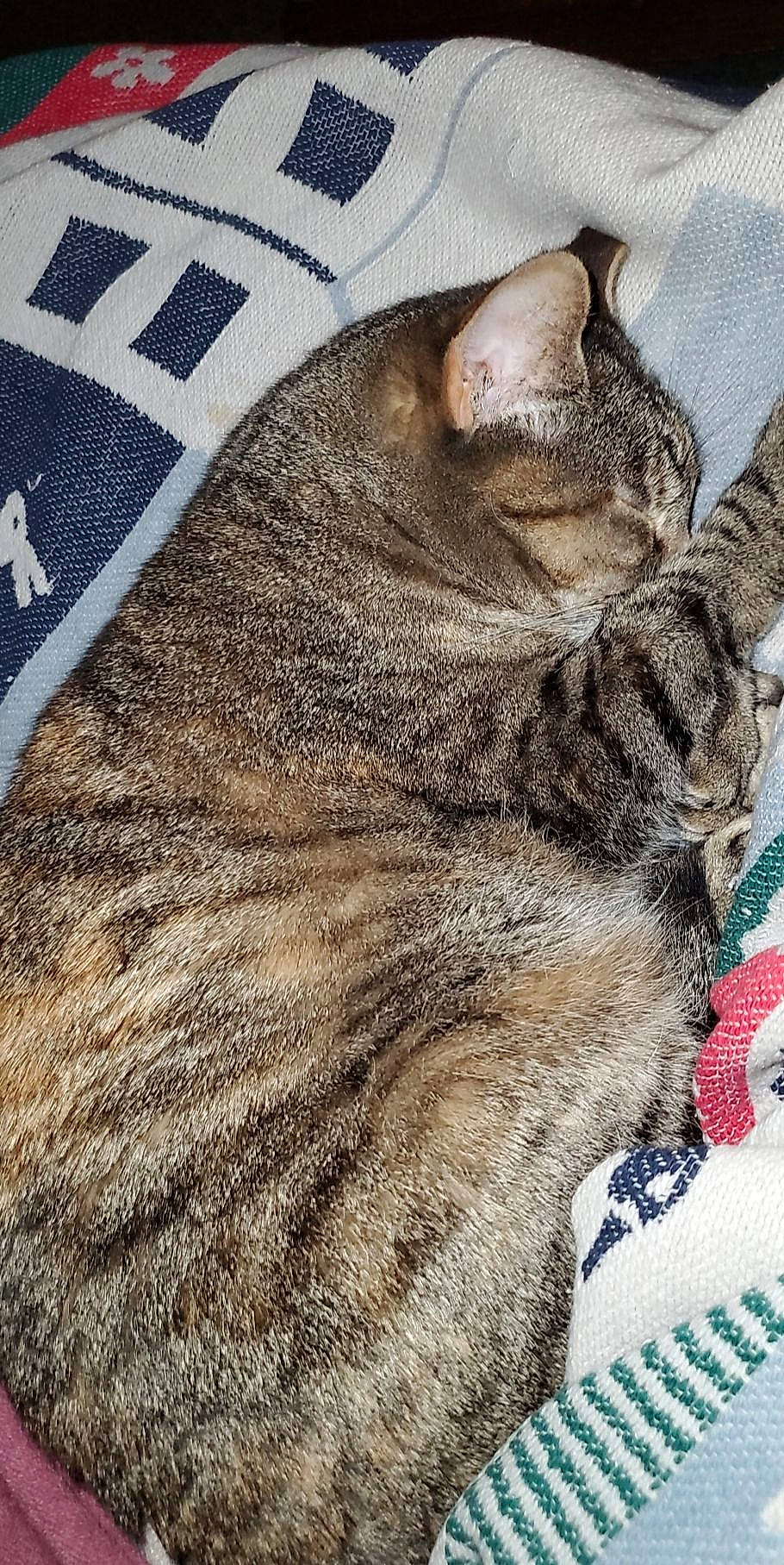 Mya is registered to the contest to win money with this photo: american_shorthair, asian, carnivore, cat, chausie, domestic_short_haired_cat, dragon_li, european_shorthair, fawn, felidae, fur, kitten, nap, pixie_bob, small_to_medium_sized_cats, snout, tabby_cat, whiskers