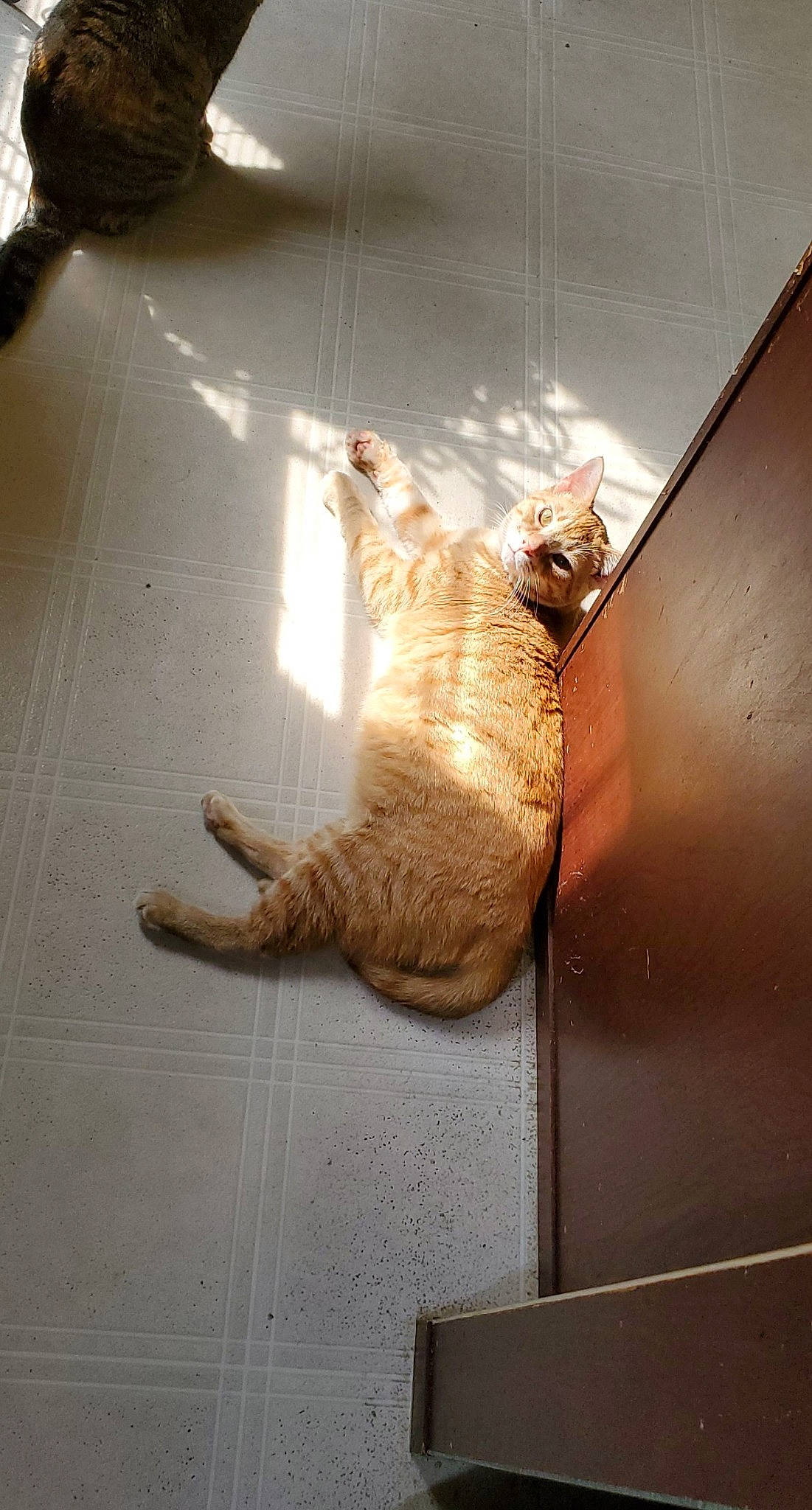 Berry is registered to the contest to win money with this photo: carnivore, cat, domestic_short_haired_cat, european_shorthair, fawn, felidae, ocicat, small_to_medium_sized_cats, tabby_cat, tail, whiskers