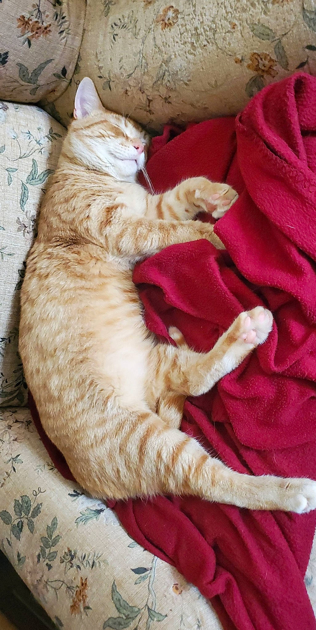 Berry joined the competition — help win amazing prizes! australian_mist, carnivore, cat, claw, european_shorthair, fawn, felidae, fur, german_rex, kitten, nap, sleep, small_to_medium_sized_cats, tabby_cat, tail, whiskers