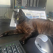 Zazou participe au concours pour gagner de l'argent avec cette photo : cat, black_cat, desk, laptop, keyboard, computer_mouse, workspace, office, indoor, yellow_eyes, pet, animal, technology, feline, relaxed, curious, electronics, monitor, calendar, cords