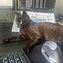 cat, black_cat, desk, laptop, keyboard, computer_mouse, workspace, office, indoor, yellow_eyes, pet, animal, technology, feline, relaxed, curious, electronics, monitor, calendar, cords