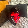 Zazou participe au concours pour gagner de l'argent avec cette photo : black_cat, plush_toy, red_toy, blanket, couch, pillow, patterned_pillow, solid_pillow, indoor, pet, playful, animal, feline, cozy, furniture, soft_texture, resting, cute, domestic_animal, home