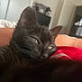 black_cat, cat, pet, close_up, indoor, relaxed, snuggling, human_arm, red_fabric, green_eyes, fur, whiskers, cozy, bedroom, soft_light, resting, domestic_animal, feline, cute, animal