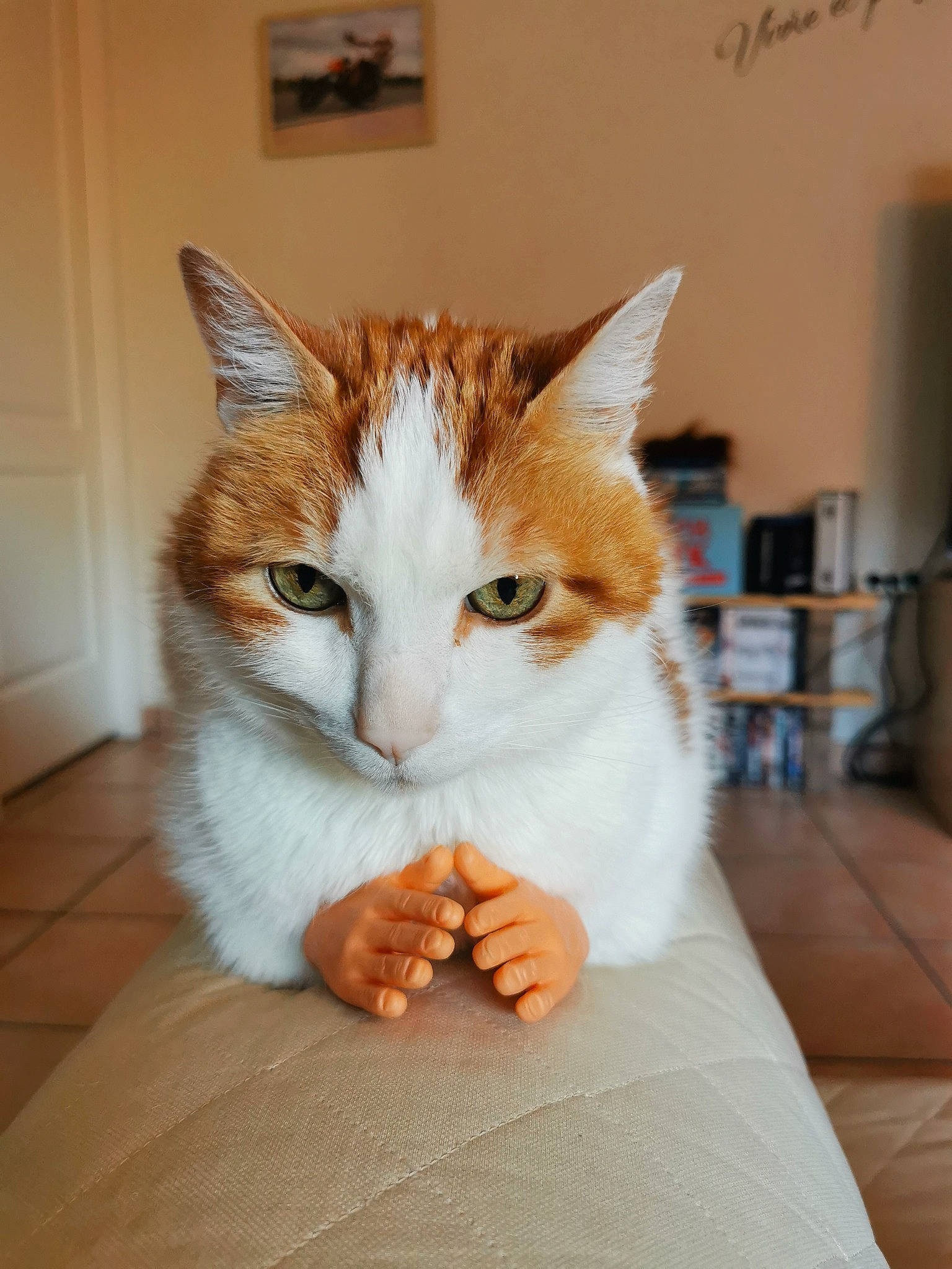Marty participe au concours pour gagner de l'argent avec cette photo : box, carnivore, cat, comfort, domestic_short_haired_cat, eye, fawn, felidae, flooring, foot, fur, hardwood, human_body, paw, sitting, small_to_medium_sized_cats, snout, tail, whiskers, wood