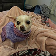 Zoey is registered to the contest to win money with this photo: dog, chihuahua, purple_sweater, blanket, bedroom, furniture, foot, clothing, pet, indoor, cozy, small_dog, curious, alert, furry, warm, fabric, texture, resting_place, domestic_animal