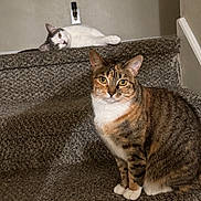 Nala is registered to the contest to win money with this photo: animal, brown_fur, carpet, cat, domestic, ears, feline, gray_wall, household, indoor, lying_down, pet, relaxed, sitting, stairs, tabby_cat, two_cats, whiskers, white_cat, yellow_eyes