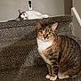 animal, brown_fur, carpet, cat, domestic, ears, feline, gray_wall, household, indoor, lying_down, pet, relaxed, sitting, stairs, tabby_cat, two_cats, whiskers, white_cat, yellow_eyes