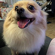 Chewie joined the competition — help win amazing prizes! dog, fluffy, happy, tongue_out, indoor, couch, pet, closeup, small_dog, excited, animal, cute, furry, smiling, living_room, domestic_animal, friendly, companion, canine, portrait