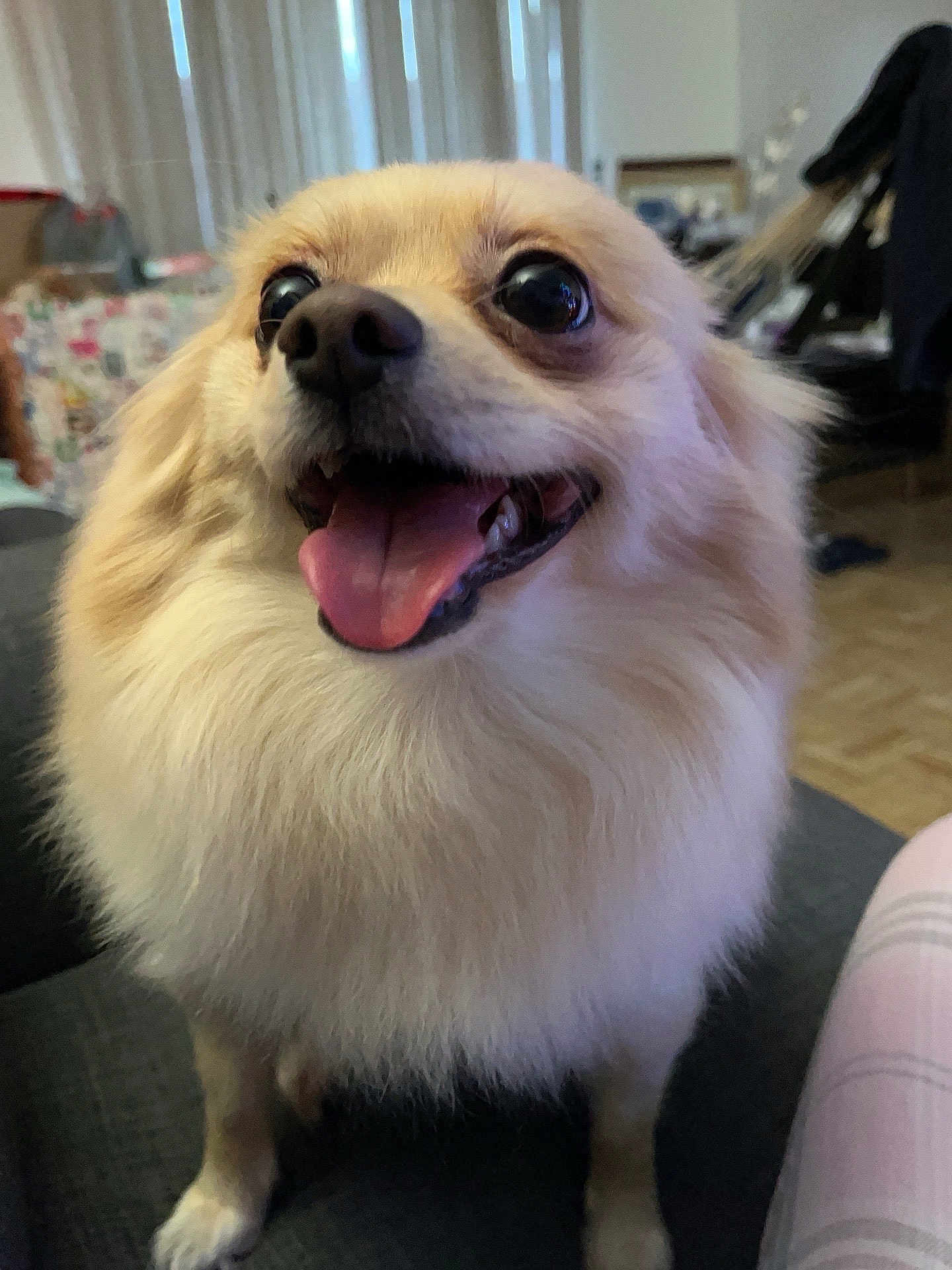 Chewie joined the competition — help win amazing prizes! dog, fluffy, happy, tongue_out, indoor, couch, pet, closeup, small_dog, excited, animal, cute, furry, smiling, living_room, domestic_animal, friendly, companion, canine, portrait