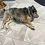 Bobo is registered to the contest to win money with this photo: dog, sleeping, floor, tile, indoor, fluffy, pet, relaxing, brown, black, small_dog, fur, animal, resting, cozy, companion, cute, domestic_animal, two_dogs, quiet