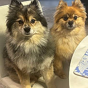 Bobo joined the competition — help win amazing prizes! dog, pomeranian, fluffy, pet, animal, indoor, chair, table, placemat, brown, black, white, fur, cute, two, looking, sitting, face, eyes, domestic