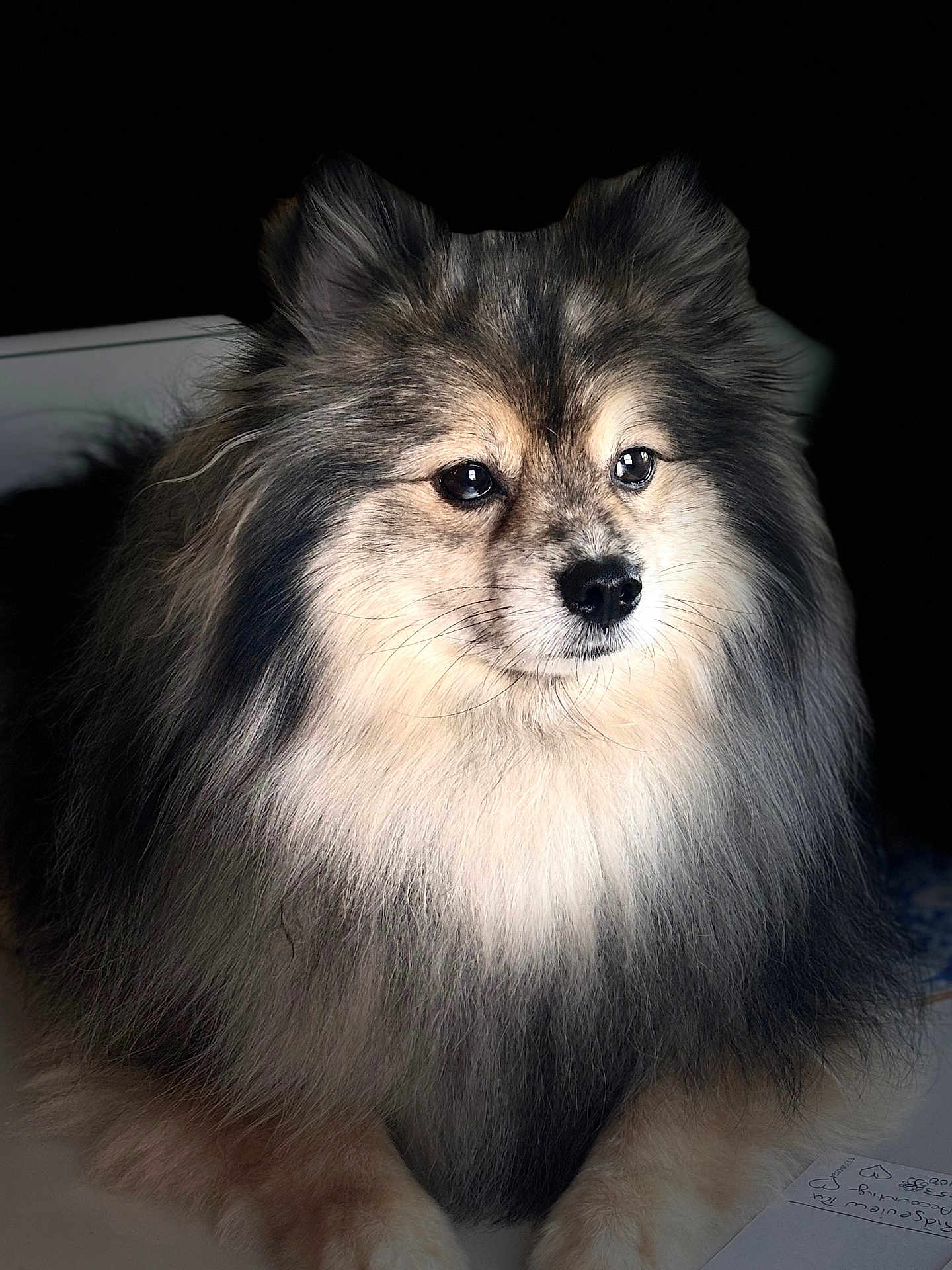 Bobo joined the competition — help win amazing prizes! dog, fluffy, portrait, close_up, fur, animal, pet, indoor, calm, black_background, cute, mammal, face, ears, eyes, nose, paws, sitting, furry, companion