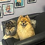 Bobo is registered to the contest to win money with this photo: dog, pomeranian, pet, animal, fluffy, chair, black_leather, indoor, wall, framed_pictures, decor, cute, smiling, sitting, two_dogs, fur, portrait, companion, cozy, home