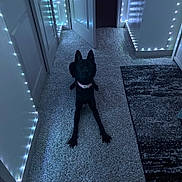 Skye is registered to the contest to win money with this photo: dog, black_dog, collar, carpet, hallway, door, open_door, fairy_lights, blue_lights, indoor, floor, wall, rug, pet, animal, quiet, dim_light, shadow, resting, calm