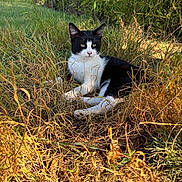 Felix participe au concours pour gagner de l'argent avec cette photo : cat, black_and_white, outdoor, grass, sunlight, animal, nature, feline, relaxed, resting, greenery, wildlife, mammal, pet, leafy, daylight, eye_contact, whiskers, ears, quiet