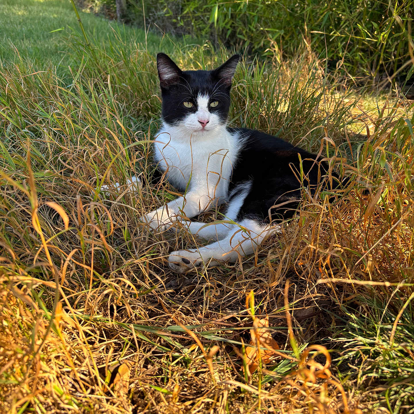 Felix participe au concours pour gagner de l'argent avec cette photo : animal, black_and_white, cat, daylight, ears, eye_contact, feline, grass, greenery, leafy, mammal, nature, outdoor, pet, quiet, relaxed, resting, sunlight, whiskers, wildlife