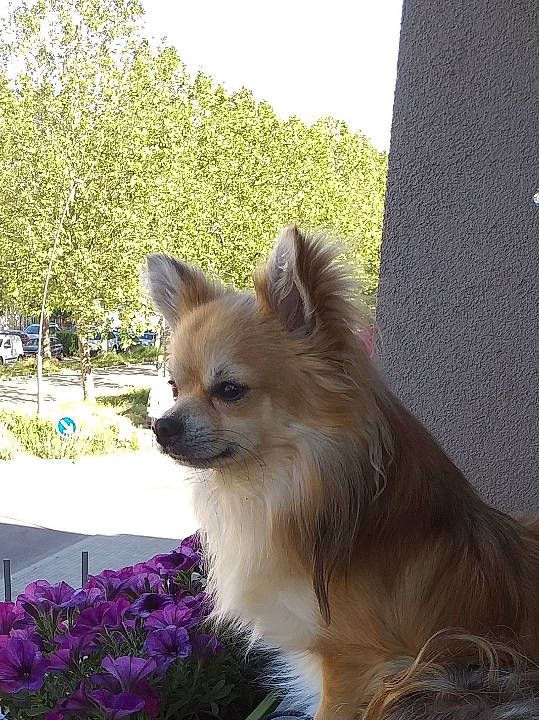 Punchy participe au concours pour gagner de l'argent avec cette photo : canidae, carnivore, chihuahua, companion_dog, dog, dog_breed, dog_supply, eye, fawn, fur, german_spitz, german_spitz_mittel, plant, sky, snout, spitz, sporting_group, toy_dog, tree, whiskers