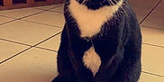 Mimine a rejoint le concours — aidez-le/la à gagner de superbes lots ! cat, black_and_white, tuxedo_cat, sitting, floor, tile_floor, indoor, pet, animal, whiskers, ears, eyes, domestic_cat, home, kitchen, cabinet, wooden_furniture, quiet, curious, cute