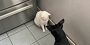 Pilou a rejoint le concours — aidez-le/la à gagner de superbes lots ! black_dog, white_cat, tile_floor, kitchen, stainless_steel_drawers, pet_interaction, indoor, animal, curious, calm, floor_tiles, domestic_animals, pets, dog, cat, wall, corner, quiet, home, floor