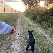 Pilou participe au concours pour gagner de l'argent avec cette photo : dog, leash, person, walking, path, grass, fence, tree, sunset, nature, outdoor, pet, canine, collar, sky, field, shrubbery, trail, evening, animal