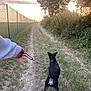 dog, leash, person, walking, path, grass, fence, tree, sunset, nature, outdoor, pet, canine, collar, sky, field, shrubbery, trail, evening, animal