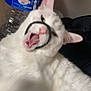 cat, white_cat, pet, animal, indoor, water_bottle, hair_tie, funny, close_up, mouth_open, pink_nose, feline, ears, fur, playful, domestic_cat, household, cute, mischievous, tongue