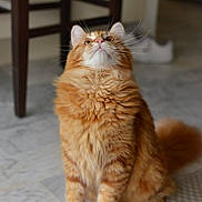 Ago participe au concours pour gagner de l'argent avec cette photo : cat, orange_tabby, fluffy_fur, indoor, curious, sitting, marble_floor, wooden_chair, pet, feline, whiskers, tail, domestic_animal, fur_texture, alert, looking_up, home_interior, floor_rug, cute, animal