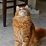 cat, orange_tabby, fluffy_fur, indoor, curious, sitting, marble_floor, wooden_chair, pet, feline, whiskers, tail, domestic_animal, fur_texture, alert, looking_up, home_interior, floor_rug, cute, animal