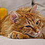 Ago participe au concours pour gagner de l'argent avec cette photo : cat, ginger_cat, fluffy, pet, animal, relaxed, indoor, close_up, soft_fur, whiskers, paws, sunflower_pillow, yellow, couch, comfortable, resting, feline, cute, domestic_animal, portrait
