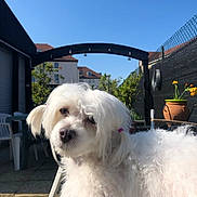 Maddie a rejoint le concours — aidez-le/la à gagner de superbes lots ! dog, white_dog, fluffy, outdoor, sunny, garden, potted_plants, blue_sky, fence, chair, table, flower_pot, pet, animal, curious, portrait, daylight, house, head_tilt, cute