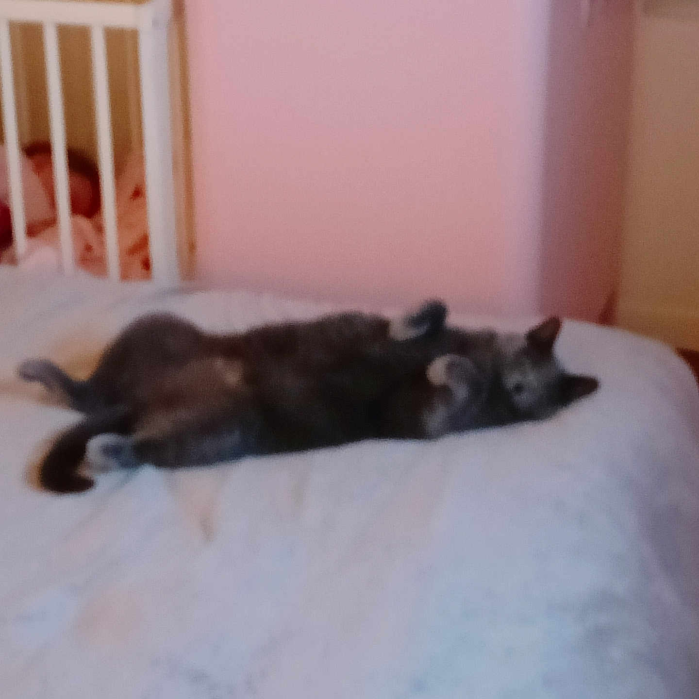 Bella a rejoint le concours — aidez-le/la à gagner de superbes lots ! animal, bed, bedroom, blanket, canine, cat, couch, cradle, crib, cushion, dog, furniture, homedecor, husky, indoors, infantbed, interiordesign, nursery, pet, room