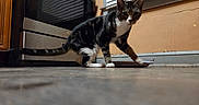Buddy is registered to the contest to win money with this photo: cat, tabby, indoor, kitchen, floor, appliance, oven, window, blinds, pet, animal, curious, feline, white_paws, domestic, low_angle, walking, young_cat, striped, home