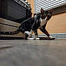 cat, tabby, indoor, kitchen, floor, appliance, oven, window, blinds, pet, animal, curious, feline, white_paws, domestic, low_angle, walking, young_cat, striped, home