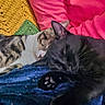 Buddy is registered to the contest to win money with this photo: cat, sleeping, black_cat, tabby_cat, blanket, knitted, pink_clothing, cozy, indoor, pet, feline, resting, closeup, paw, fur, domestic_animal, relaxation, comfort, animal, friendship
