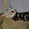Buddy is registered to the contest to win money with this photo: cat, tabby, yawning, teeth, tongue, couch, furniture, indoor, pet, animal, relaxed, brown, black, white, collar, sleepy, closeup, domestic, cute, whiskers