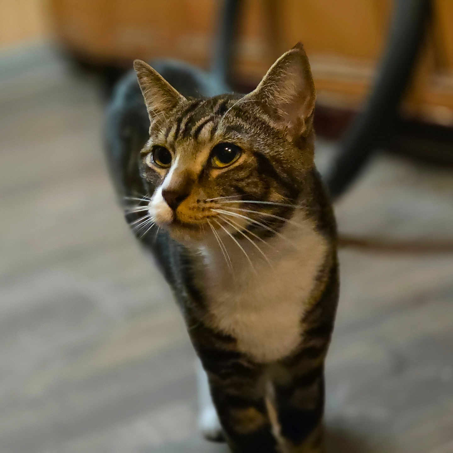 Buddy joined the competition — help win amazing prizes! cat, tabby, indoor, wooden_floor, pet, animal, whiskers, fur, curious, yellow_eyes, portrait, domestic, mammal, feline, closeup, walking, focused, soft_background, home, companion