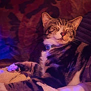 Buddy is registered to the contest to win money with this photo: cat, tabby, pet, animal, sleeping, cozy, indoor, feline, whiskers, collar, paw, relaxed, resting, soft, comfort, cute, mammal, fur, closeup, domestic