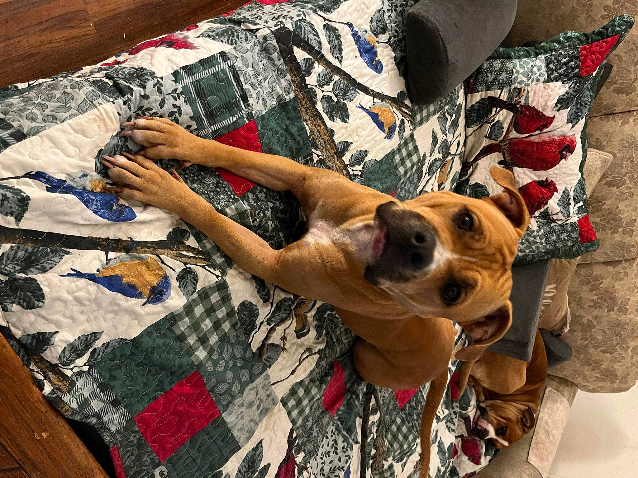 Ayla is registered to the contest to win money with this photo: art, carnivore, comfort, companion_dog, couch, dog, dog_breed, dog_supply, eyewear, fawn, flooring, fur, human_leg, linens, pattern, plaid, selfie, sunglasses, thigh, wood