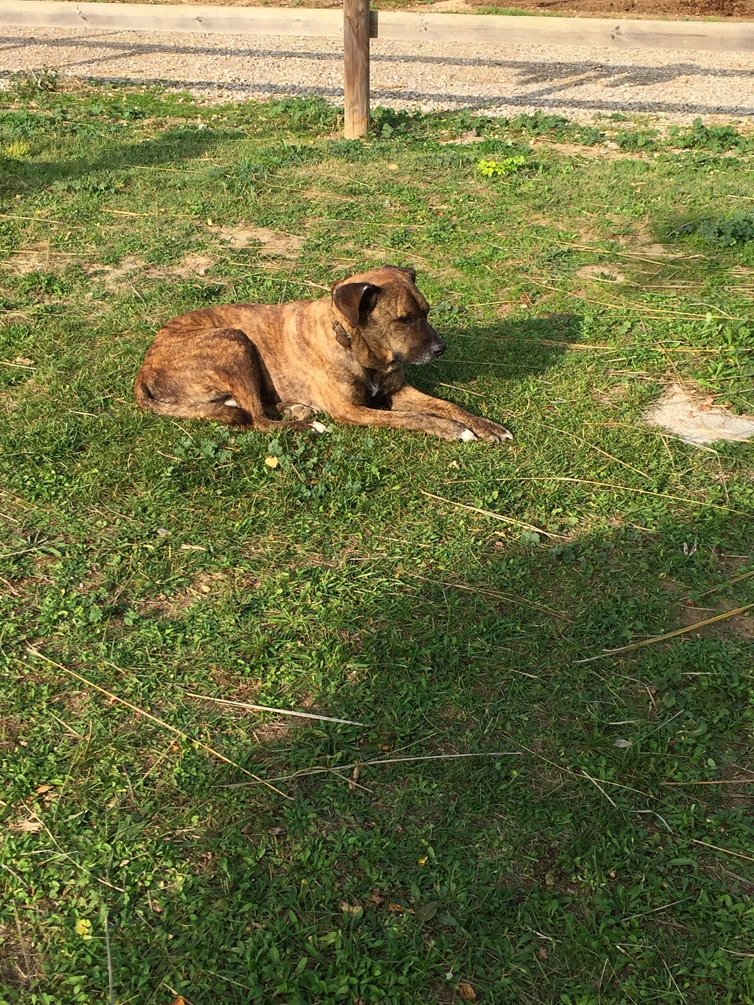 Eliot participe au concours pour gagner de l'argent avec cette photo : boerboel, bullmastiff, canidae, carnivore, companion_dog, dog, dog_breed, fawn, fila_brasileiro, grass, lawn, plant, sporting_group, tosa, tree