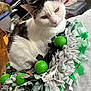 cat, white_cat, black_and_white, pet, fabric, wreath, green_golf_balls, indoor, kitchen, table, person_in_background, fur, close_up, animal, domestic_animal, sitting, curious, home, household, decor