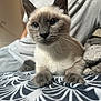 Pablo a rejoint le concours — aidez-le/la à gagner de superbes lots ! cat, siamese_cat, blue_eyes, close_up, indoor, bedspread, patterned_fabric, whiskers, fur, pet, animal, relaxed, cozy, blanket, person, gray_clothing, soft_light, home, domestic, curious