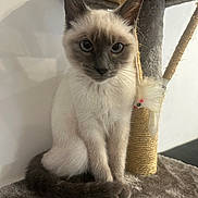 Pablo participe au concours pour gagner de l'argent avec cette photo : cat, siamese, kitten, blue_eyes, cat_tree, scratching_post, toy_mouse, indoor, feline, pet, fur, whiskers, tail, sitting, curious, gray, soft, animal, cute, young