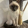 cat, siamese, kitten, blue_eyes, cat_tree, scratching_post, toy_mouse, indoor, feline, pet, fur, whiskers, tail, sitting, curious, gray, soft, animal, cute, young