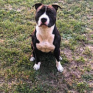 Nayron participe au concours pour gagner de l'argent avec cette photo : american_pit_bull_terrier, american_staffordshire_terrier, bull_and_terrier, bulldog, carnivoran, dog, dog_breed, dog_breed_group, dog_like_mammal, mammal, renascence_bulldogge, snout, staffordshire_bull_terrier