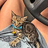 kitten, cat, tabby, collar, pet, animal, lap, human_leg, clothing, car_interior, steering_wheel, curious, cute, young, paw, gray_shirt, relaxed, indoor, domestic_animal, feline