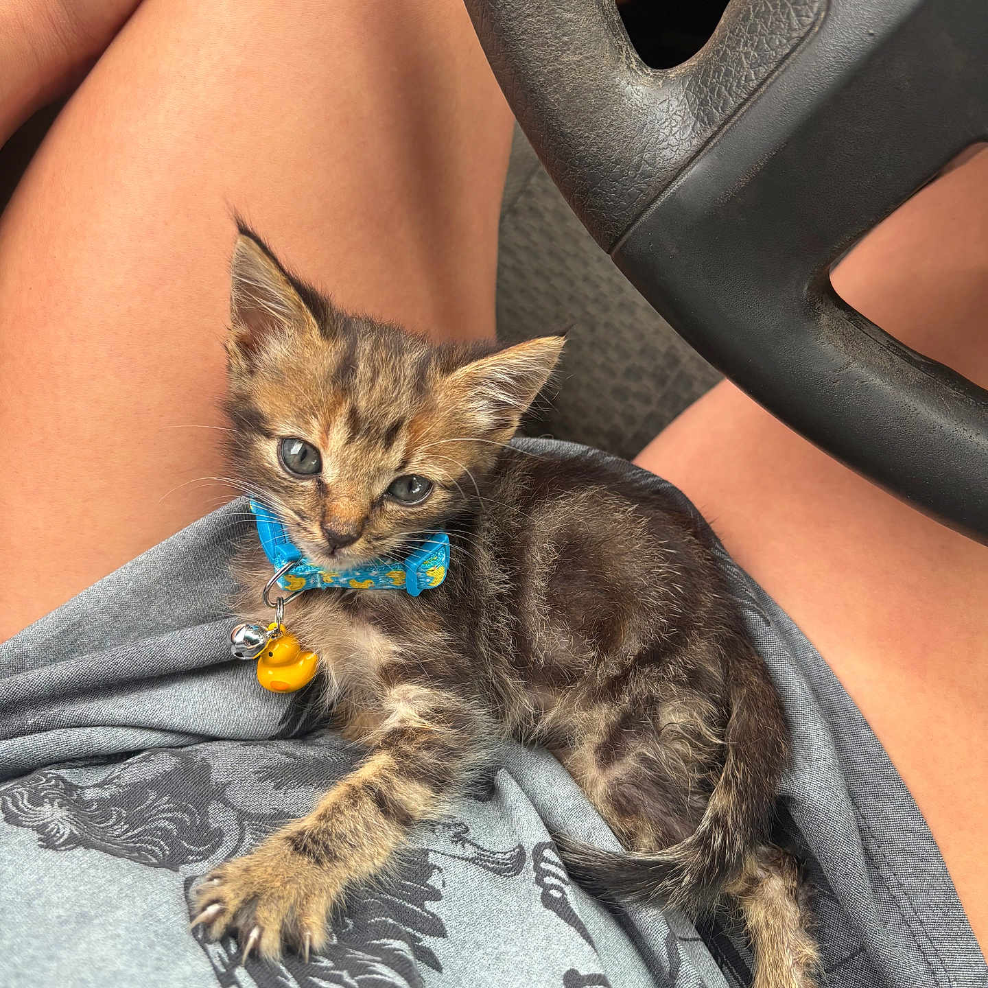 Smore is registered to the contest to win money with this photo: kitten, cat, tabby, collar, pet, animal, lap, human_leg, clothing, car_interior, steering_wheel, curious, cute, young, paw, gray_shirt, relaxed, indoor, domestic_animal, feline