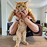 animal, cat, chair, cute, domestic_animal, expression, fur, furniture, hands, holding, indoor, lamp, living_room, mammal, orange_cat, person, pet, plant, table, window