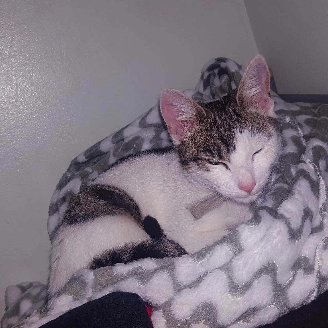 Lola is registered to the contest to win money with this photo: aegean_cat, american_shorthair, asian, carnivore, cat, cat_bed, domestic_short_haired_cat, dragon_li, egyptian_mau, european_shorthair, felidae, kitten, mammal, nap, small_to_medium_sized_cats, tabby_cat, tail, whiskers