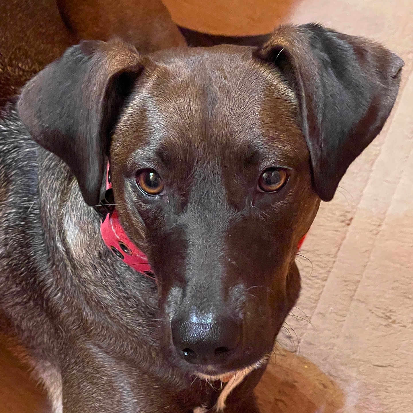 Coco is registered to the contest to win money with this photo: animal, brown_dog, canine, close_up, collar, companion, curious, dog, domestic_animal, ears, face, fur, indoor, looking, lying_down, mammal, nose, pet, portrait, whiskers